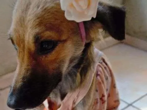 Cachorro ra a SRD idade 2 a 6 meses nome Pão de Mel
