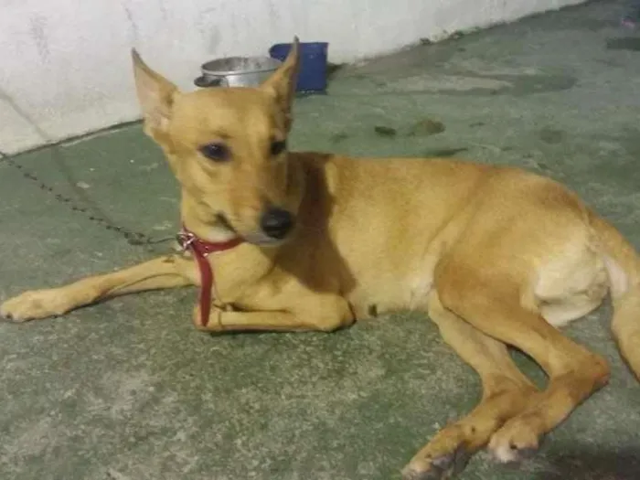 Cachorro raça Vira lata idade 2 anos nome Amarela