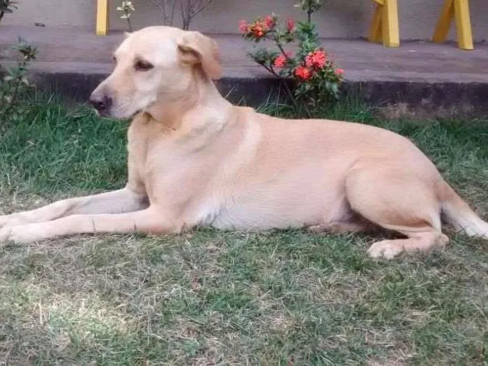 Cachorro ra a Mestiça Labrador  idade 6 ou mais anos nome Luna