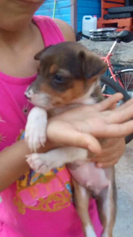 Cachorro ra a Vira lata  idade Abaixo de 2 meses nome Lilica 