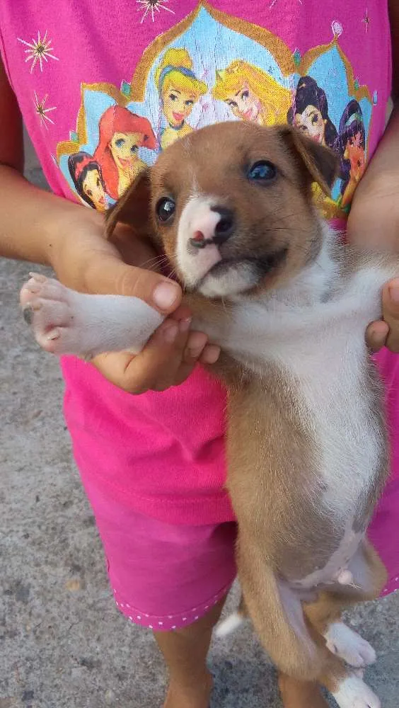 Cachorro ra a Vira lata  idade Abaixo de 2 meses nome Lilica 