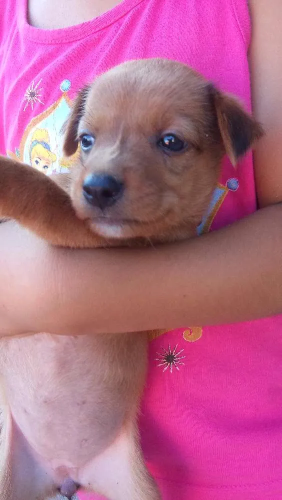 Cachorro ra a Vira lata  idade Abaixo de 2 meses nome Lilica 