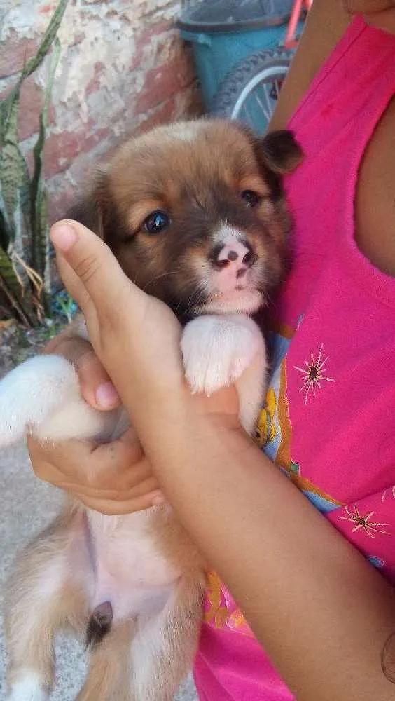 Cachorro ra a Vira lata  idade Abaixo de 2 meses nome Lilica 
