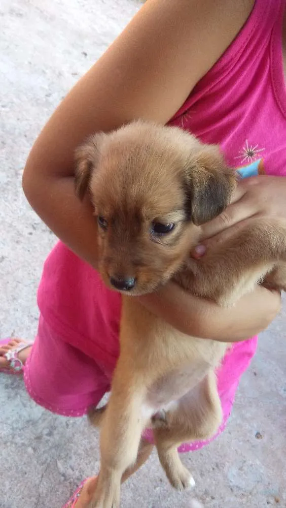 Cachorro ra a Vira lata  idade Abaixo de 2 meses nome Lilica 
