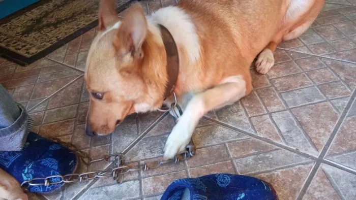 Cachorro ra a Vira lata  idade Abaixo de 2 meses nome Lilica 