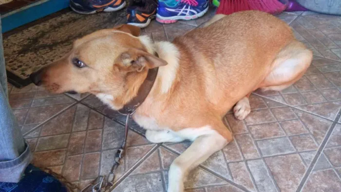 Cachorro ra a Vira lata  idade Abaixo de 2 meses nome Lilica 