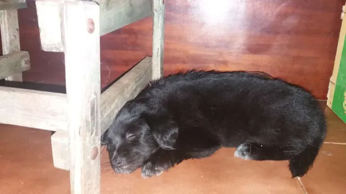 Cachorro ra a Vira lata idade Abaixo de 2 meses nome Sem nome