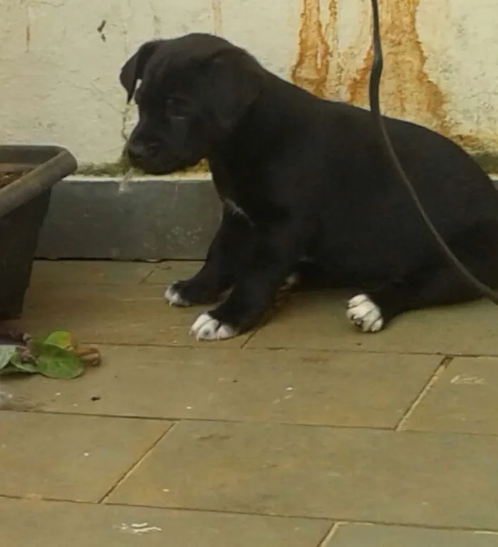 Cachorro ra a Vira lata idade Abaixo de 2 meses nome Sem nome