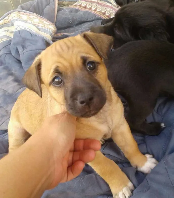 Cachorro ra a Vira lata idade Abaixo de 2 meses nome Sem nome