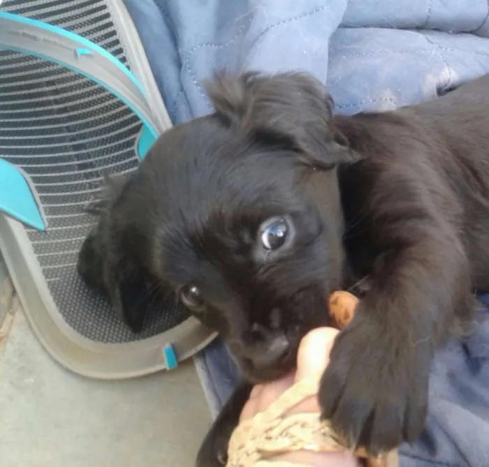 Cachorro ra a Vira lata idade Abaixo de 2 meses nome Sem nome