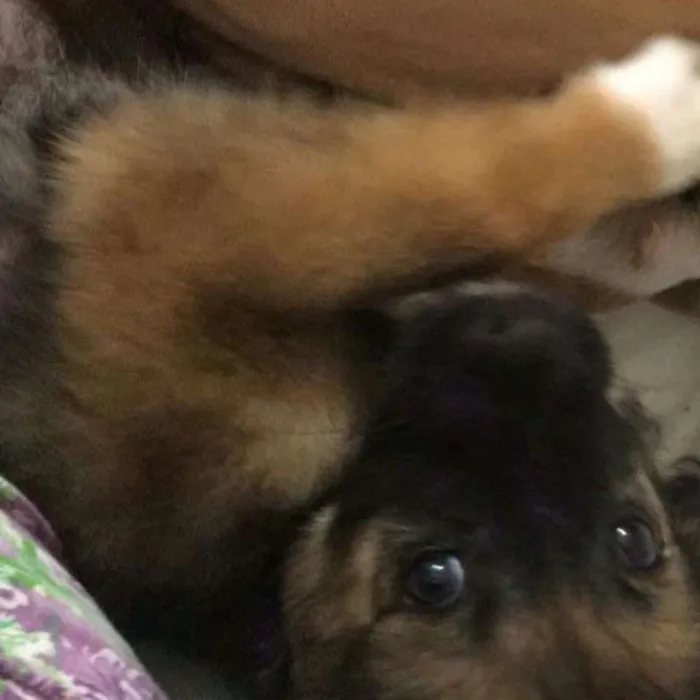 Cachorro ra a Vira lata idade 2 a 6 meses nome Sandy
