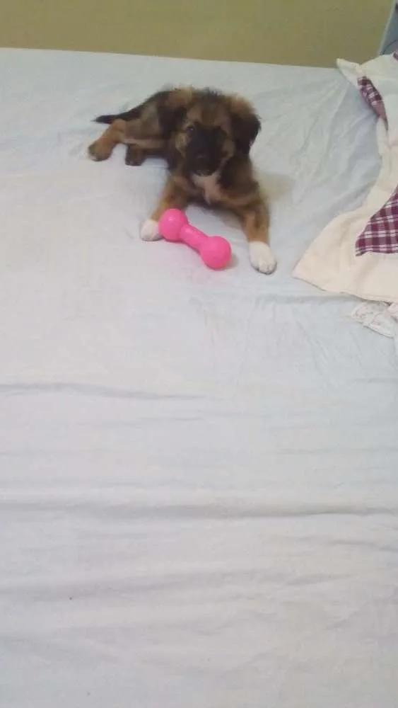 Cachorro ra a Vira lata idade 2 a 6 meses nome Sandy