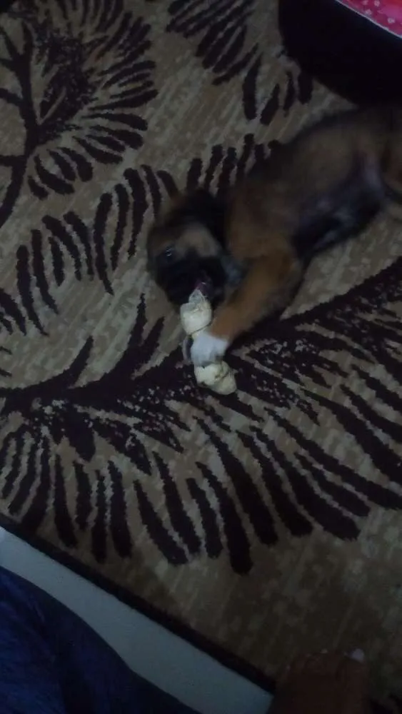 Cachorro ra a Vira lata idade 2 a 6 meses nome Sandy