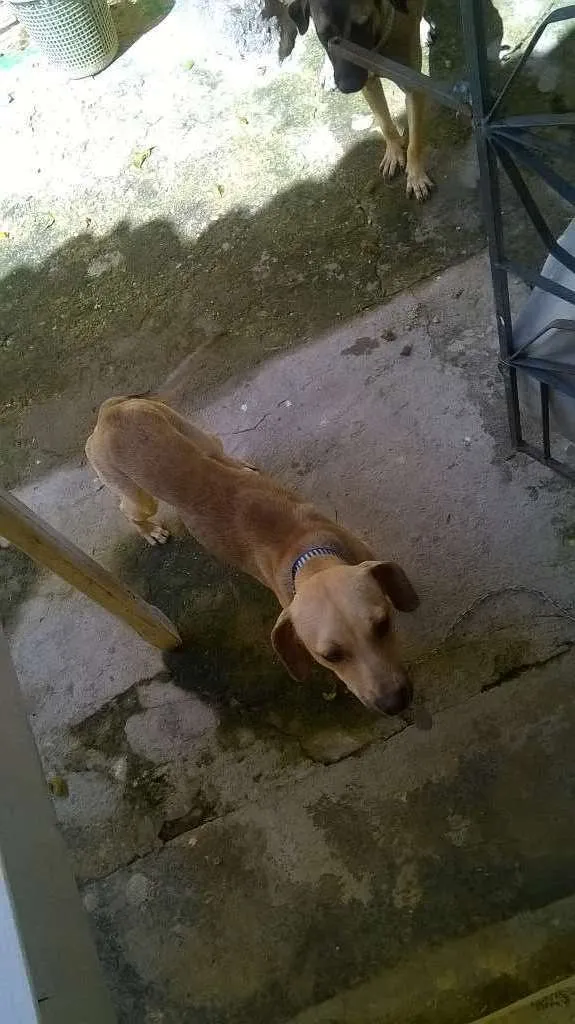 Cachorro ra a não é de raça idade 7 a 11 meses nome Josh e Luna