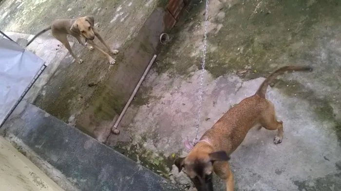 Cachorro ra a não é de raça idade 7 a 11 meses nome Josh e Luna