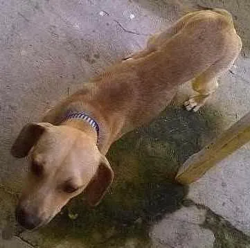 Cachorro ra a não é de raça idade 7 a 11 meses nome Josh e Luna