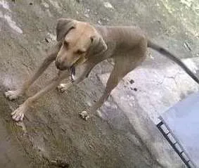 Cachorro raça não é de raça idade 7 a 11 meses nome Josh e Luna