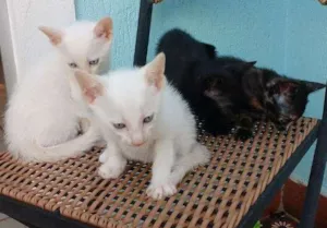 Gato raça indefinida idade Abaixo de 2 meses nome sem nome