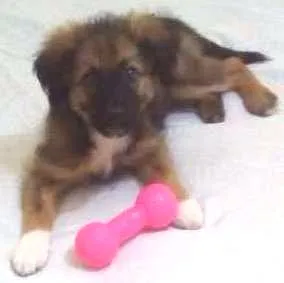 Cachorro ra a Vira lata idade 2 a 6 meses nome Sandy