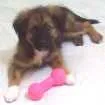 Cachorro raça Vira lata idade 2 a 6 meses nome Sandy