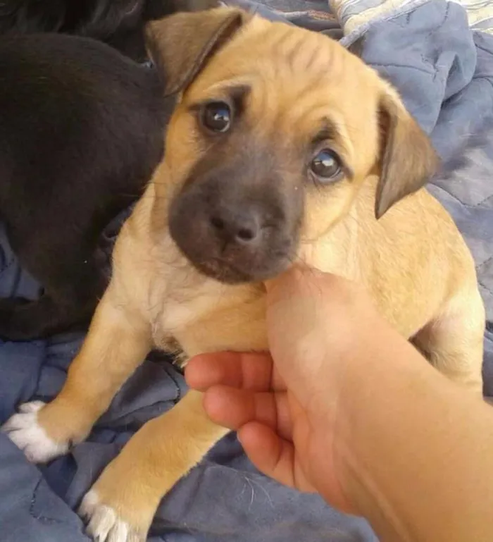 Cachorro ra a Vira lata idade Abaixo de 2 meses nome Sem nome