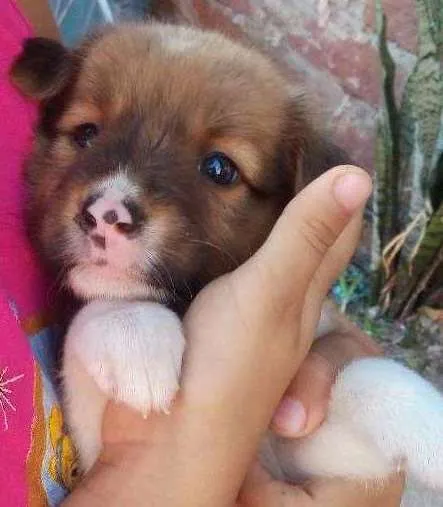 Cachorro ra a Vira lata  idade Abaixo de 2 meses nome Lilica 