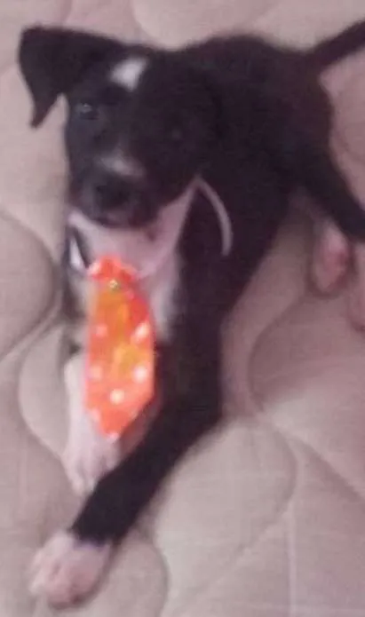 Cachorro ra a SRD idade 2 a 6 meses nome Não tem