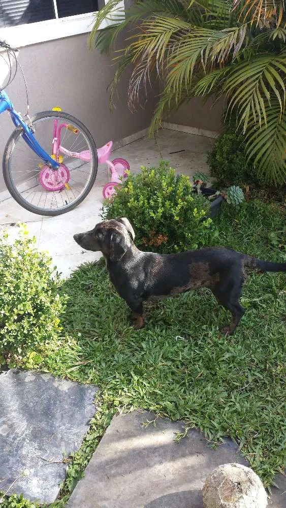 Cachorro raça SRD mistura de Daschund com Labrador idade 1 ano nome Ayla