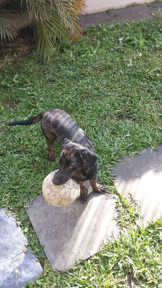 Cachorro raça SRD mistura de Daschund com Labrador idade 1 ano nome Ayla