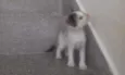 Lili