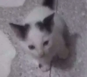 Gato raça Não definido  idade Abaixo de 2 meses nome Bebê 