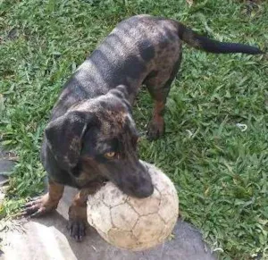 Cachorro raça SRD mistura de Daschund com Labrador idade 1 ano nome Ayla