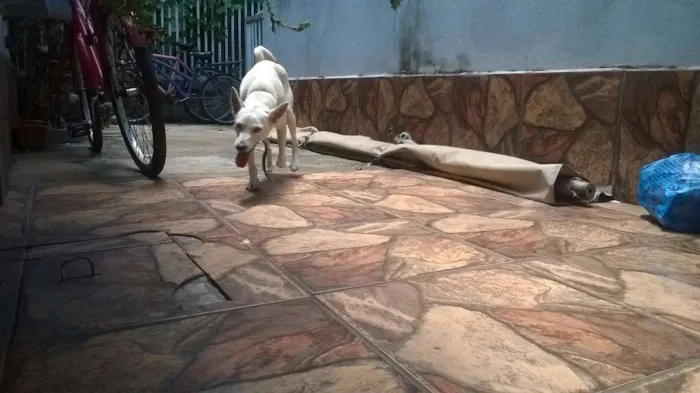 Cachorro raça SRD idade 2 anos nome Não sei