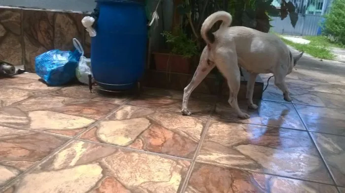 Cachorro raça SRD idade 2 anos nome Não sei