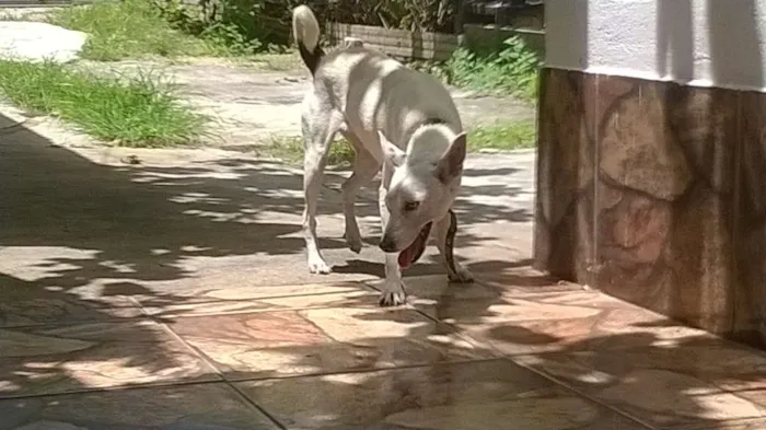 Cachorro raça SRD idade 2 anos nome Não sei