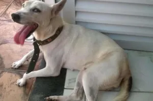 Cachorro raça SRD idade 2 anos nome Não sei