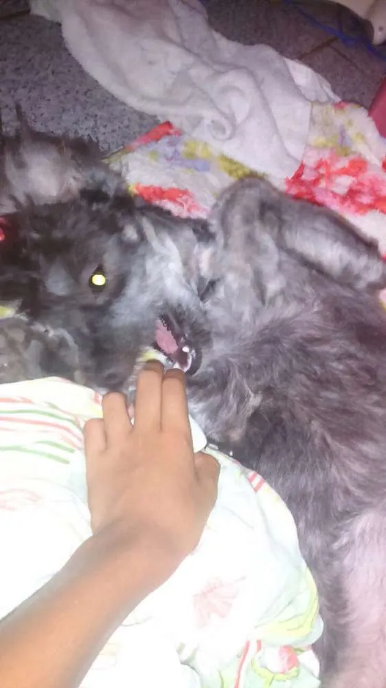 Cachorro raça Poodle idade 7 a 11 meses nome MEGGY