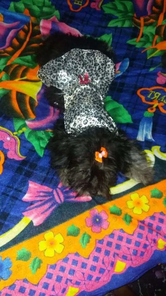 Cachorro raça Poodle idade 7 a 11 meses nome MEGGY