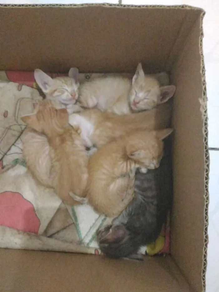 Gato ra a  idade 2 a 6 meses nome Bolinha de queijo
