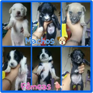 Cachorro raça viralatas idade Abaixo de 2 meses nome filhotes