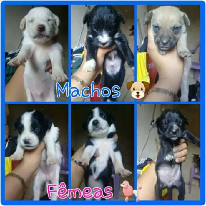 Cachorro ra a viralatas idade Abaixo de 2 meses nome filhotes