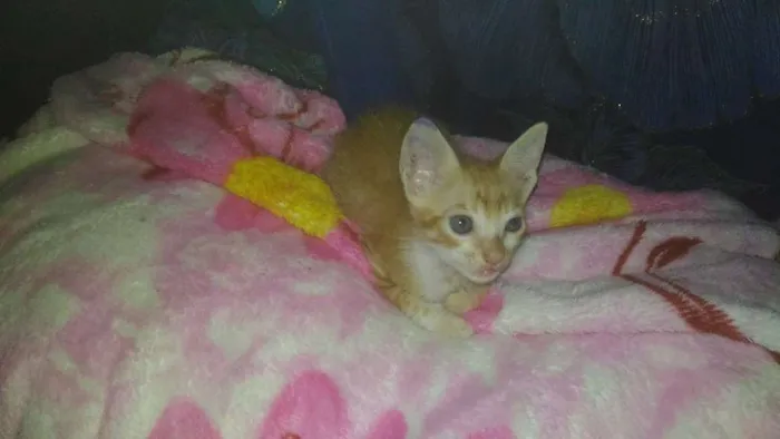 Gato ra a  idade 2 a 6 meses nome Bolinha de queijo