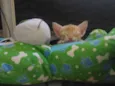 Bolinha de queijo
