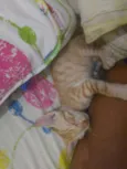 Bolinha de queijo