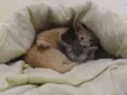 Bolinha de queijo