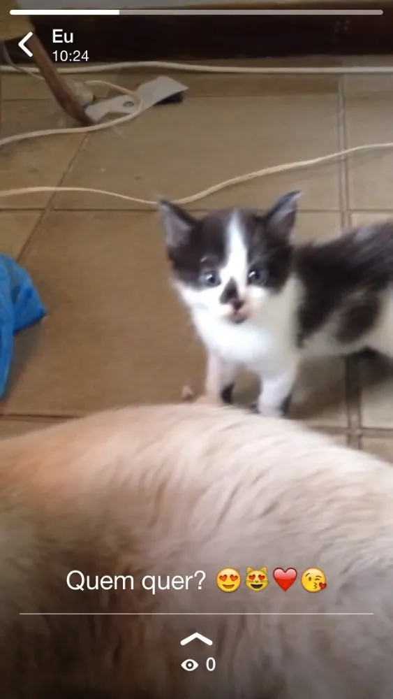 Gato raça Mistura com siamês  idade  nome 4 filhotinhos 