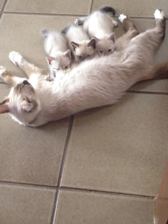 Gato raça Mistura com siamês  idade  nome 4 filhotinhos 