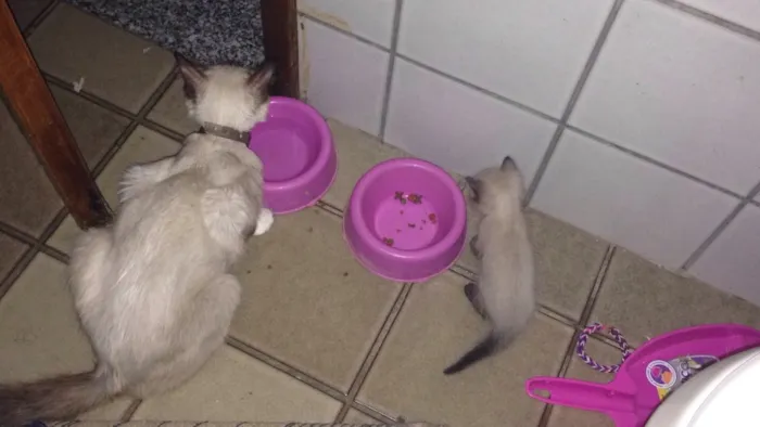 Gato raça Mistura com siamês  idade  nome 4 filhotinhos 