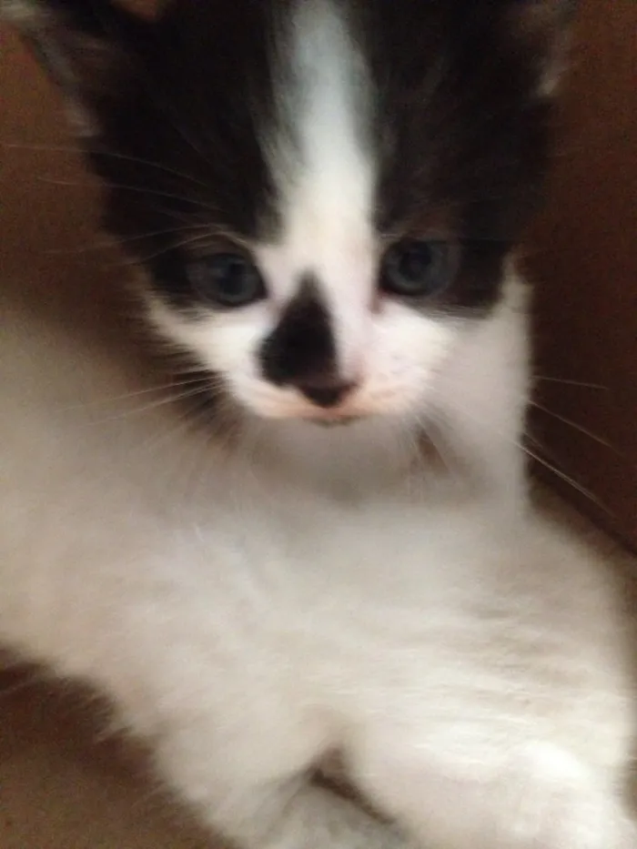 Gato raça Mistura com siamês  idade  nome 4 filhotinhos 