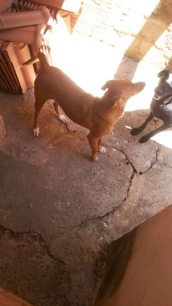 Cachorro ra a Vira lata  idade 2 anos nome Belinha